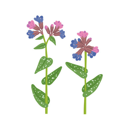 vector drawing wild flowers, lungwortのイラスト素材