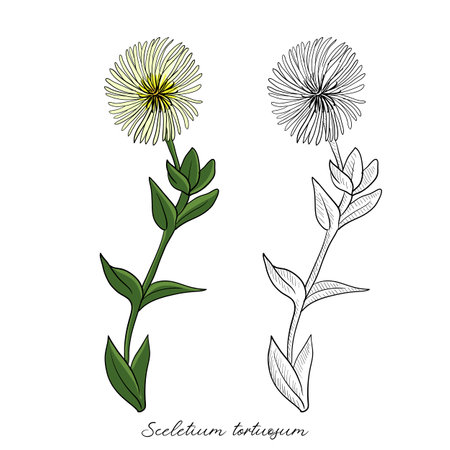 vector drawing kannaのイラスト素材