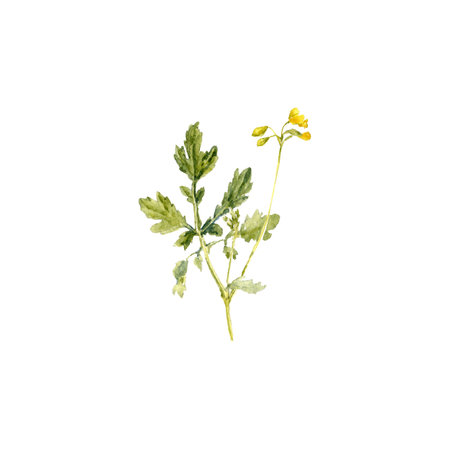 watercolor drawing wild flower,greater celandineの写真素材