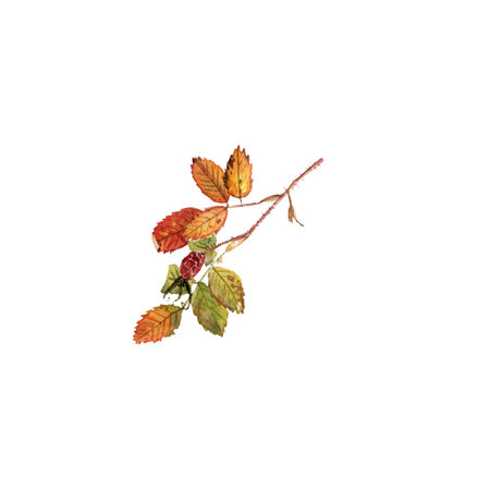 watercolor drawing flower ofの写真素材