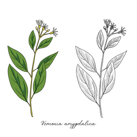 vector drawing bitter leafのイラスト素材