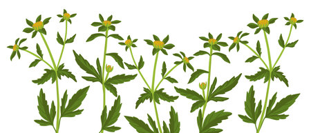 vector drawing wild flower, three-lobe beggarticksのイラスト素材