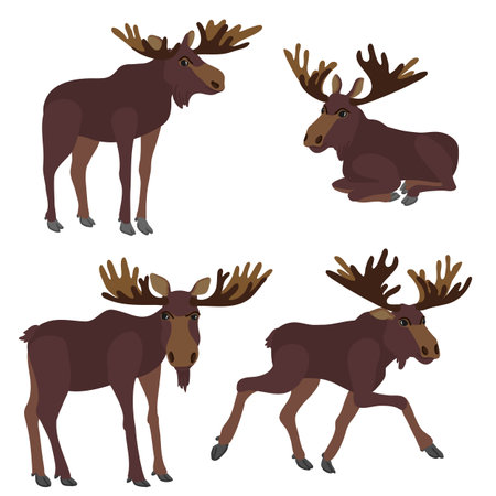 vector drawing moose,elksのイラスト素材