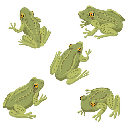 vector drawing grass frogのイラスト素材
