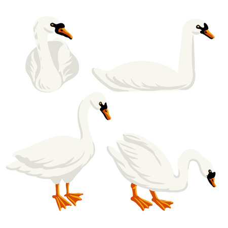 vector drawing white swanのイラスト素材