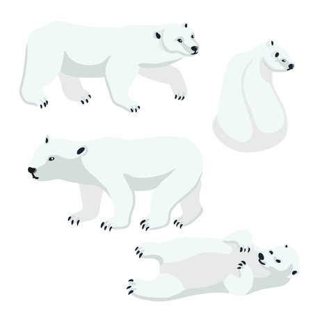 vector drawing polar bearのイラスト素材