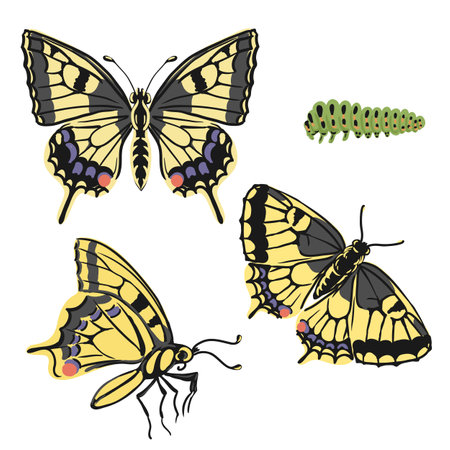 vector drawing yellow swallowtail butterflyのイラスト素材