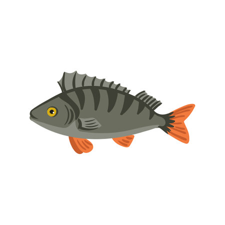 Vector drawing fish, European perchのイラスト素材