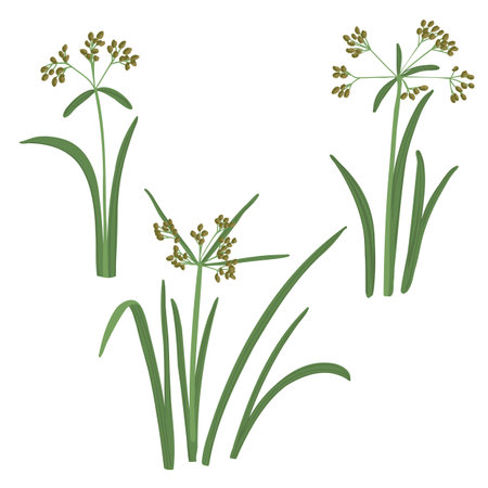 vector drawing wild plants, wood club-rushのイラスト素材