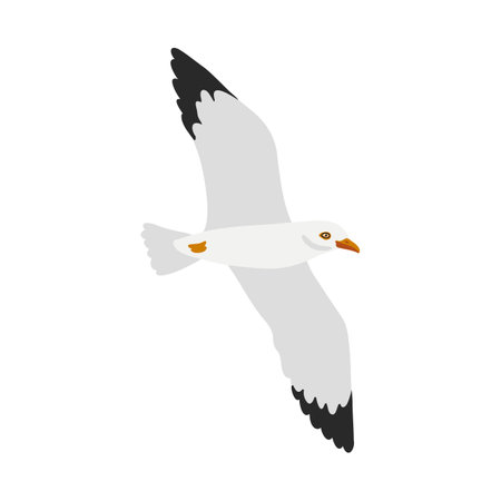 vector drawing bird, herring gullのイラスト素材