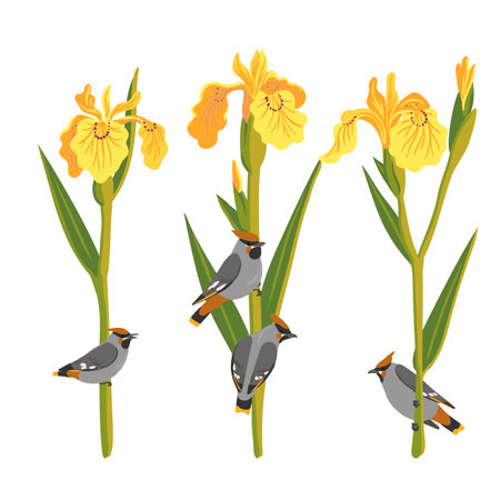 vector drawing garden flowers, yellow iris and birdsのイラスト素材