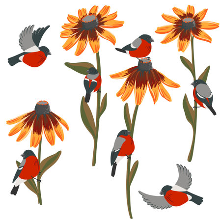 vector drawing garden flowers, coneflowers and birdsのイラスト素材