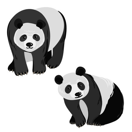 vector drawing panda bear, cartoon animalのイラスト素材