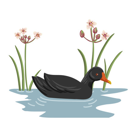 vector drawing swamp chickenのイラスト素材