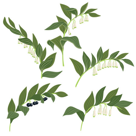 vector drawing wild flower, angular Solomons sealのイラスト素材
