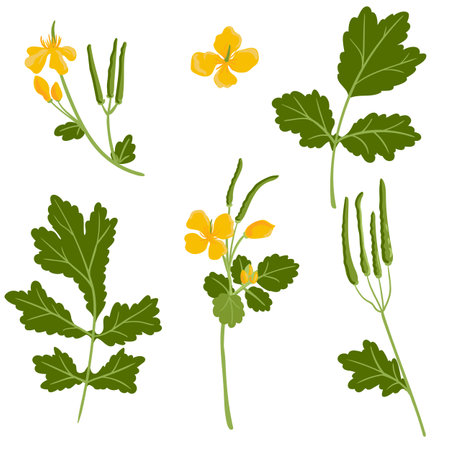 vector drawing wild flower, greater celandineのイラスト素材
