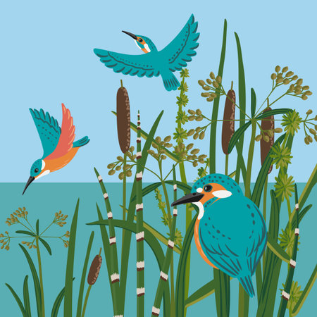 vector drawing birds, kingfisherのイラスト素材