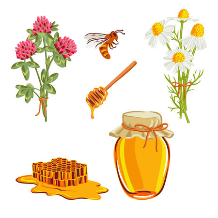 vector drawing honey elementsのイラスト素材