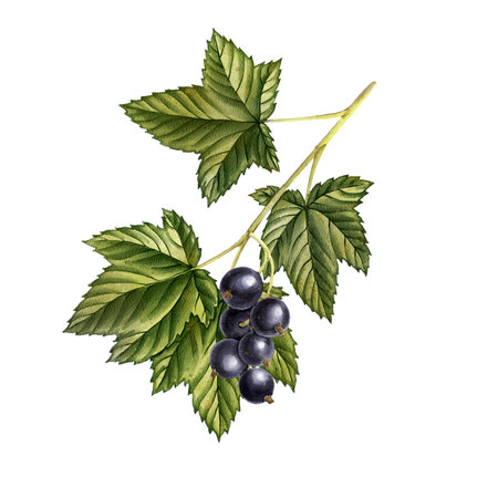 watercolor drawing black currant berries and green leafの写真素材