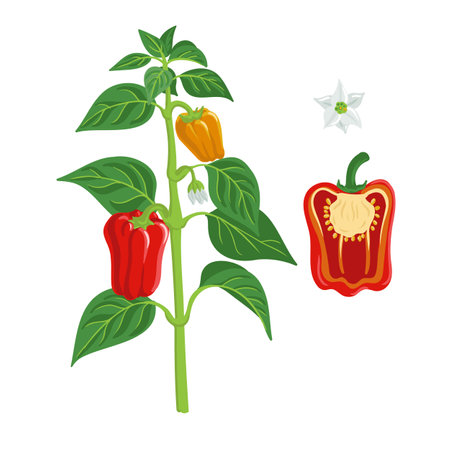 vector drawing plant of bell pepperのイラスト素材