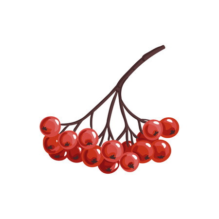 vector drawing red rowan berriesのイラスト素材