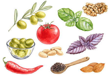 watercolor drawing pesto ingredientsの写真素材