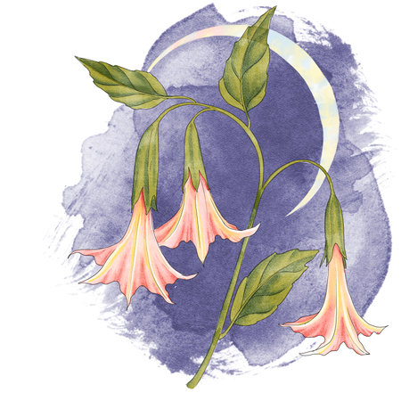 watercolor drawing flowers, Brugmansiaの写真素材