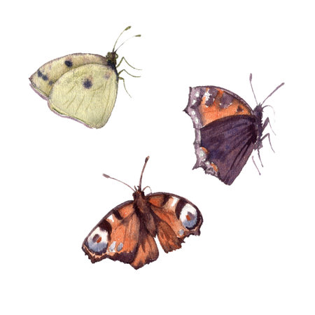 watercolor drawing butterfliesの写真素材