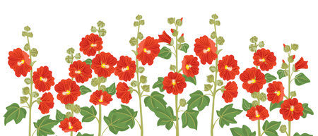 vector drawing garden flower, hollyhocksのイラスト素材