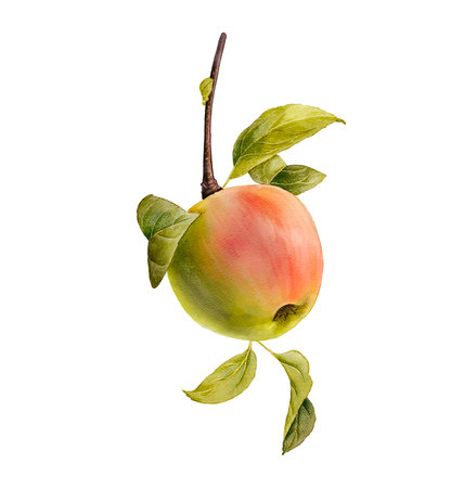 watercolor drawing apple fruitの写真素材