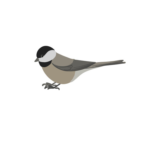 vector drawing bird,のイラスト素材