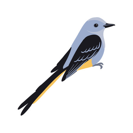 vector drawing bird, scissor-tailed flycatcherのイラスト素材
