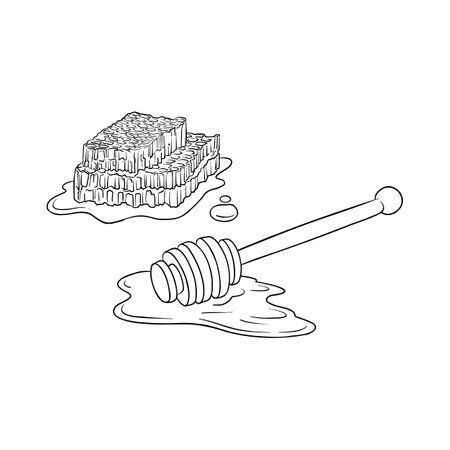 vector drawing honey combs and dropperのイラスト素材