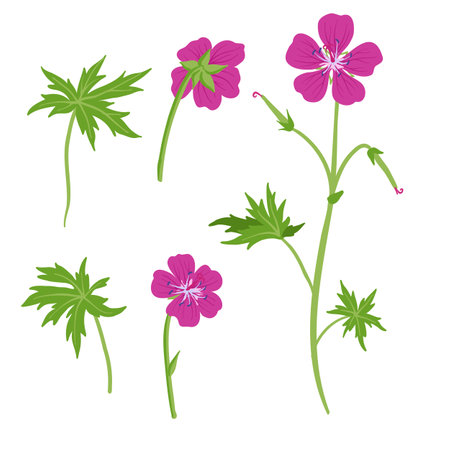 vector drawing wild flowers, bloody cranes-billのイラスト素材