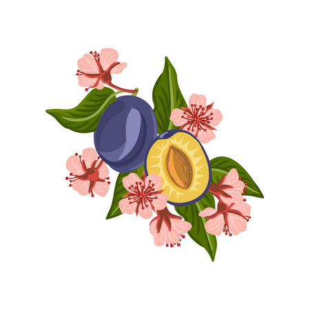 vector drawing plums with leavesのイラスト素材