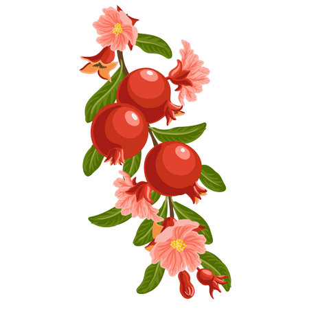 vector drawing pomegranates with leavesのイラスト素材