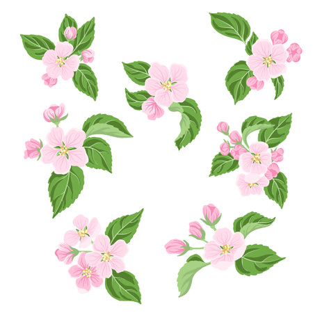 vector drawing flowers and leaves of apple treeのイラスト素材