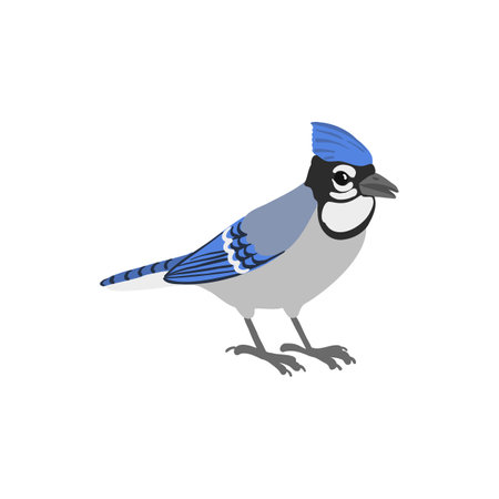 vector drawing bird, blue jayのイラスト素材