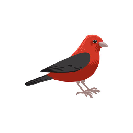 vector drawing bird, scarlet tanagerのイラスト素材