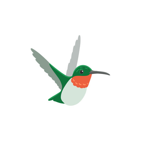 vector drawing bird, ruby-throated hummingbirdのイラスト素材