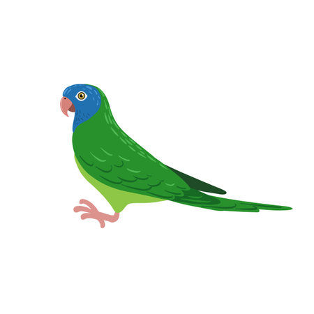 vector drawing bird, blue-crowned conure