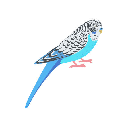 vector drawing bird, budgerigarのイラスト素材