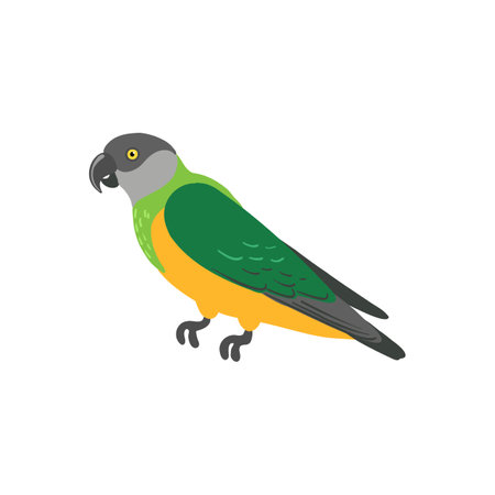 vector drawing bird, senegal parrotのイラスト素材