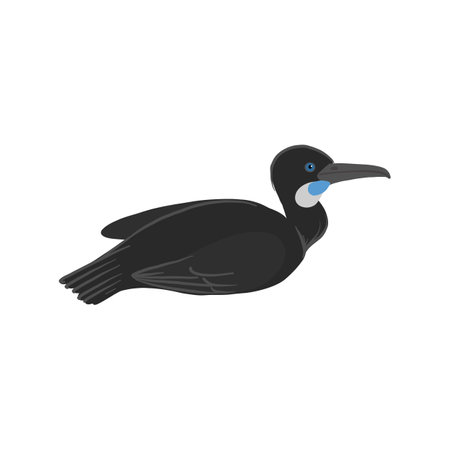 vector drawing bird, Brandts cormorantのイラスト素材