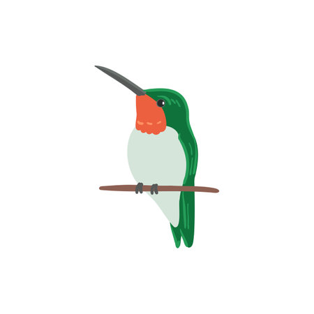 vector drawing bird, ruby-throated hummingbirdのイラスト素材