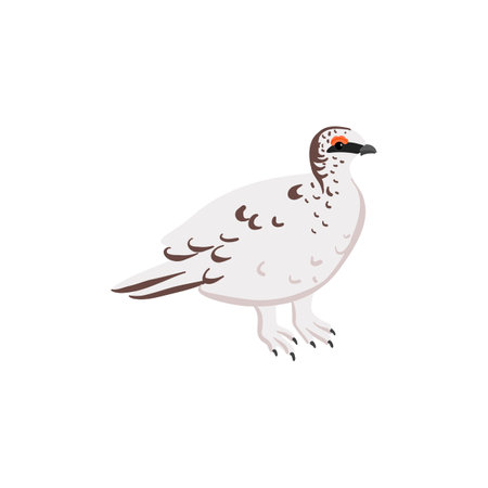 vector drawing bird, rock ptarmiganのイラスト素材