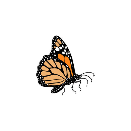 vector drawing monarch butterflyのイラスト素材