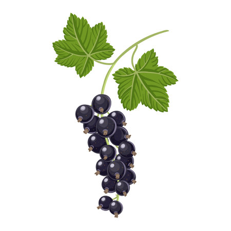 vector drawing tree branch, black currantのイラスト素材