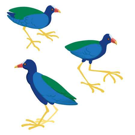 vector drawing bird, purple gallinuleのイラスト素材
