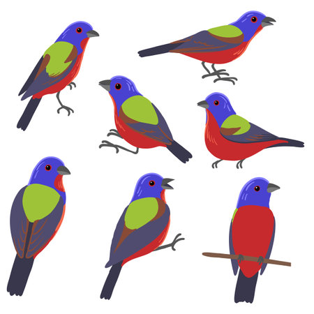 vector drawing bird, painted buntingのイラスト素材